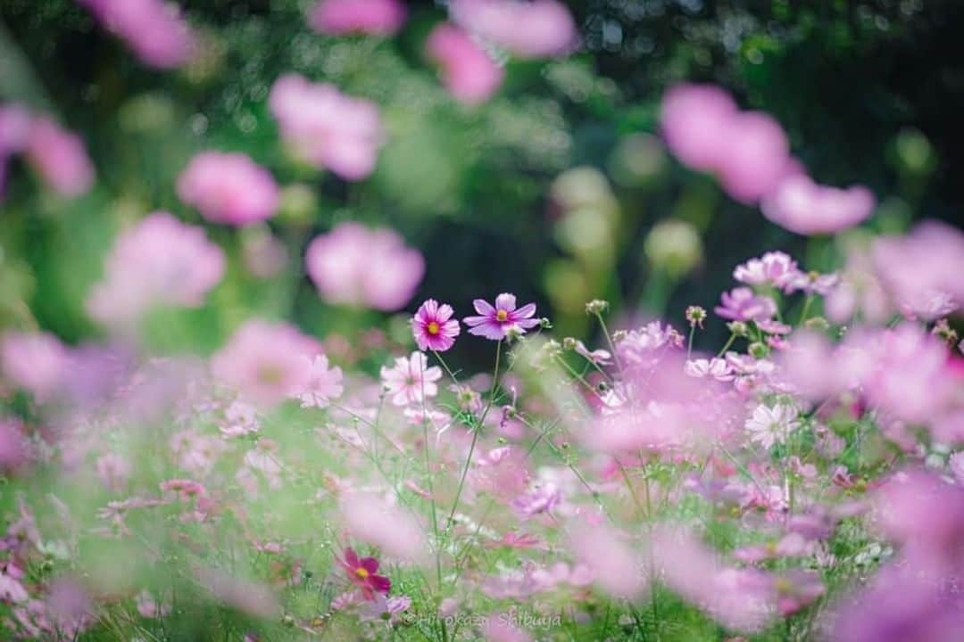 花の写真館のインスタグラム