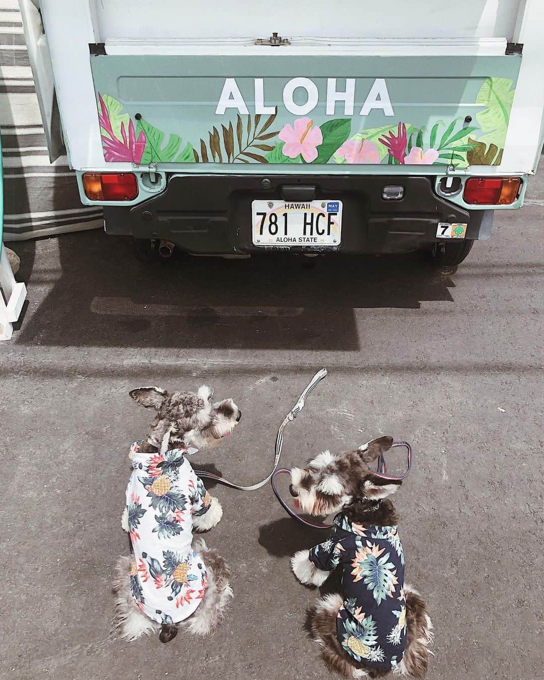 森山菜々のインスタグラム：「✯ 𝙇𝙖𝙣𝙞 𝙆𝙖𝙞 もうちょっと涼しくなってきたら シュリンプ屋さんにたまに出勤しにいこうね🐶🦐🏖 #LANI #KAI #miniatureschnauzer #LauleaShrimp #ラニカイ #ラウレアシュリンプ」