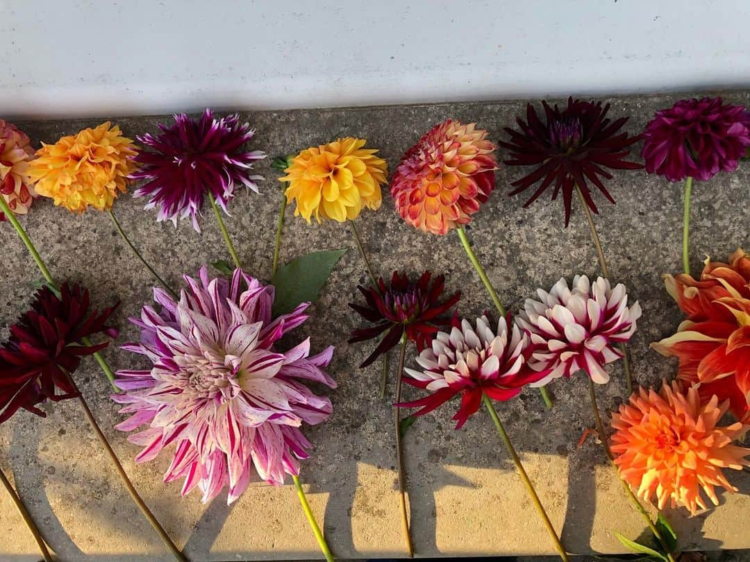 ドリス・ヴァン・ノッテンさんのインスタグラム写真 - (ドリス・ヴァン・ノッテンInstagram)「Dahlias from the garden #driesvannoten #dahlia #garden」9月19日 20時02分 - driesvannoten