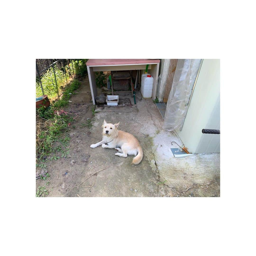 キム・ヒョジンさんのインスタグラム写真 - (キム・ヒョジンInstagram)「만났던 개들🐶첫번째 개는 농장 뒤쪽, 두번째 아이는 입구에 있던 순둥이 세번째 아이는 밥먹으러 간 곳에 있었는데... 잘 지내는거지~? 🐶🙁대부분 비닐하우스에는 꼭 큰 개가 묶여있는데 거의  경비역할을 하는 걸로 보인다....밤낮으로 거기 있는건가?짠해.. ... 토끼나 염소들도 있고 유치원 어린 아이들이 놀러와서 먹이주기 체험도 하던데 먹이주기 체험을 스케줄처럼 꼭 해야만 하는 걸까? 동물들도 안먹고 싶을 때가 있을거 같은데 말이지..동물들도 모두 반가웠어~  너무나도 맑고 예뻤던 오늘 하늘 ☁️☁️☁️#야외수업#유기농농장견학」9月19日 22時05分 - hyojin__0705