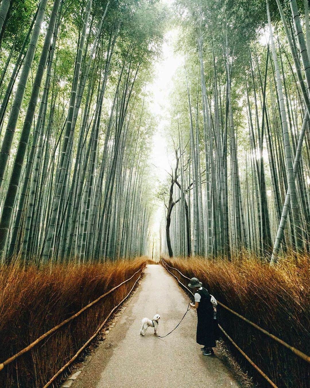 BEAUTIFUL DESTINATIONSさんのインスタグラム写真 - (BEAUTIFUL DESTINATIONSInstagram)「Name a better walking buddy 🐶! The bamboo grove can be accessed from the main street of  Arashiyama and not far from the Tenryu-ji Temple. We recommend pausing to enjoy the grandeur of the bamboo- hopefully with your best walking buddy! (📷: #BDTeam's @cory.s.martin 📍: Arashiyama Bamboo Grove, #Kyoto, Japan)」9月19日 22時21分 - beautifuldestinations