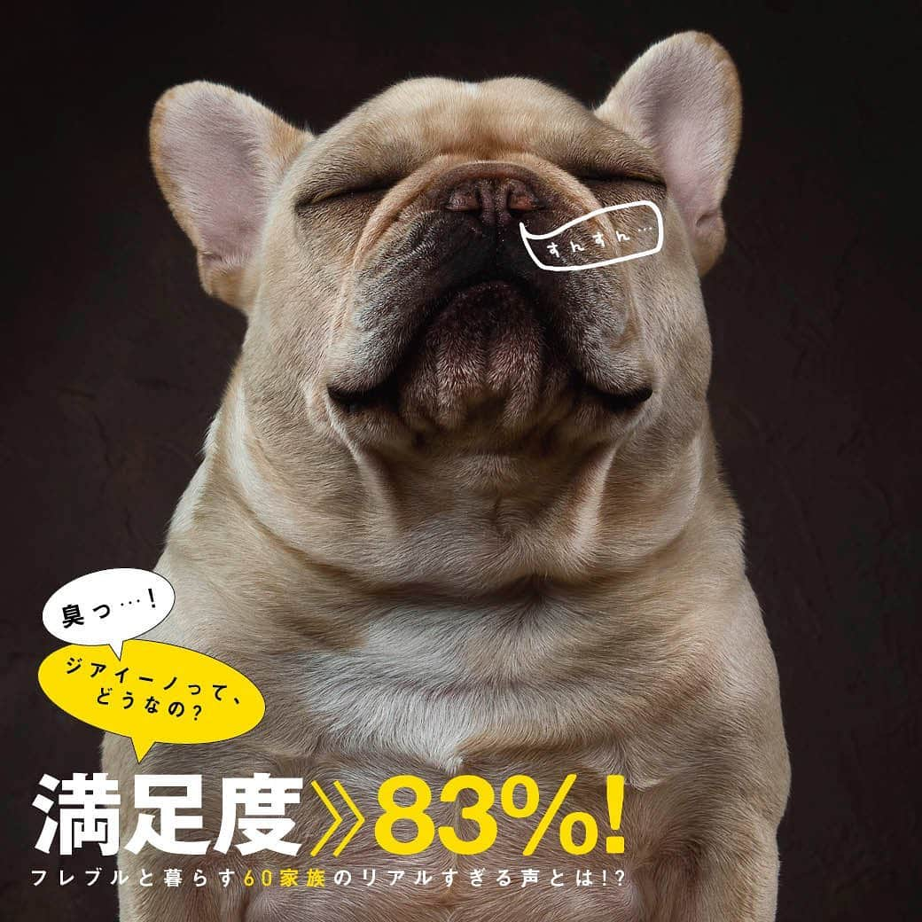 French Bulldog Lifeさんのインスタグラム写真 - (French Bulldog LifeInstagram)「【満足度83％！】フレブルと暮らす60家族が『ジアイーノ』を体験。リアルすぎる声を大公開！ * ＜記事を公開中！＞ * * 動物特有のニオイを根っこから消臭してくれる、Panasonic（パナソニック）の空間除菌脱臭機『ジアイーノ』。 * 2019年4月には、French Bulldog Lifeの読者限定で、ジアイーノを10日間お試しいただく「無料お試しキャンペーン」を実施。 * 限定60組のフレブルオーナーさんにジアイーノを体験していただいたのですが…なんと驚きの結果に！ * リアルな声とともにお楽しみください！ * #プロフィールからサイトに飛べます → @french.bulldog.life * #フレブルライフ#フレンチブルドッグ#フレブル#フレンチブル#ブヒ#ジアイーノ#パナソニック#Panasonic#frenchbulldoglife#BUHI#frenchbulldog#frenchie#dog#FBL#멍스타그램#프렌치불독#SpoiledFrenchie#frenchiephotos#daily_frenchie#frenchies1#法斗#法鬥#法国斗牛犬」9月19日 22時24分 - french.bulldog.life