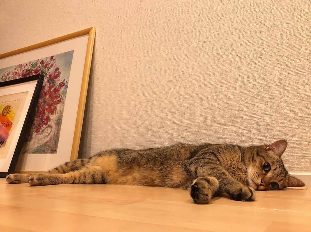 のインスタグラム：「うだうだ。 . . . #ちゃんた948日目 #猫 #ねこ #cat #cats #love #chat #ilovecat #instacat #catlover #cute #catoftheday #tigre #mignon #cats_of_instagram  #catsofinstagram #catstagram #browntabby #愛猫 #保護猫 #被災猫 #キジ猫 #キジトラ」