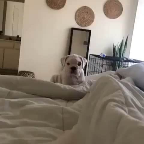The Critter Havenのインスタグラム：「Goodmorning Video by @bubba.the.englishbulldawwwg  #TheCritterHaven」
