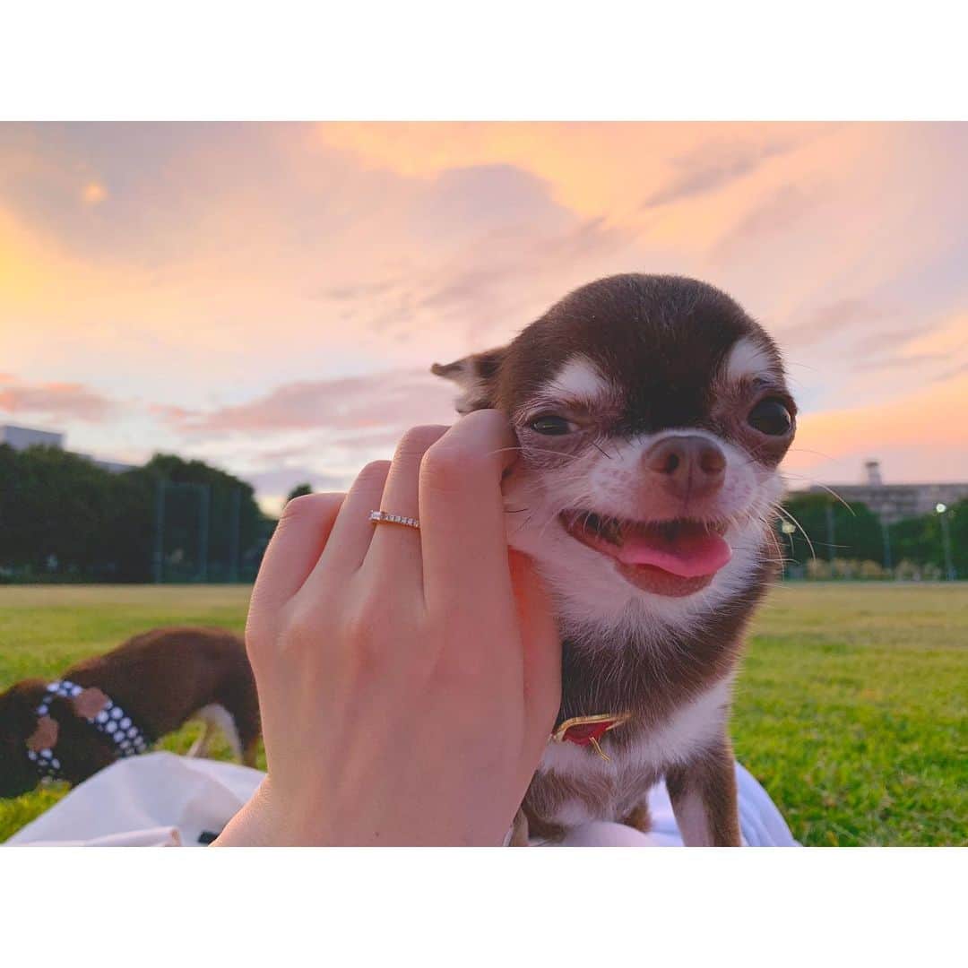 上野なつひのインスタグラム：「MY LOVELY😌❤️ 秋らしくなってきてお散歩も気持ちいい！！ みんな〜写真撮るよ！ハイ笑って！Smile◡̈ #上野きなこ #上野チョコ  #チョコタン #チワワ #ヘルシーに生きよう」