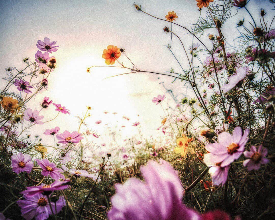 柳澤麻衣さんのインスタグラム写真 - (柳澤麻衣Instagram)「Let’s enjoy the changing seasons. Cosmos begins to bloom✨ . 空気は秋の気配。コスモスが咲き始めました🌸」9月20日 0時31分 - toile_blanche