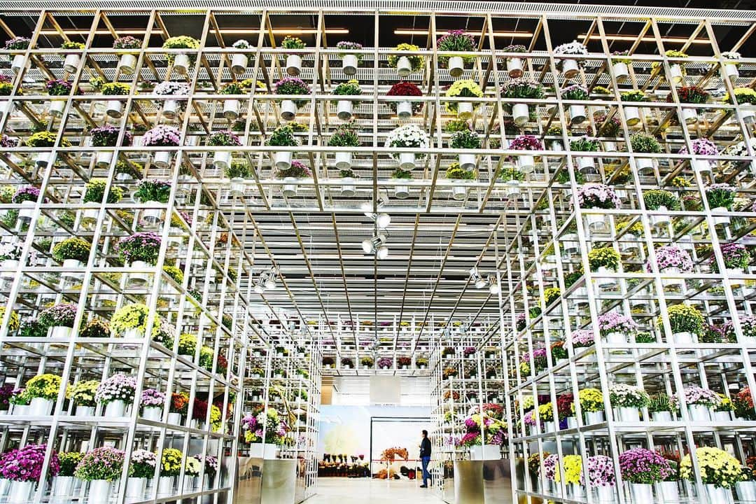 椎木俊介さんのインスタグラム写真 - (椎木俊介Instagram)「Infinity cubes and Chysanthemums  Beijing Horticultural Expo 2019 Date: Sep 20 - Oct 2, 2019 Time: 9:00- 21:00 Pavilion:  International Pavilion Location : Yanqing, China  #azumamakoto #amkk #makotoazuma #東信 #東信花樹研究所 #北京花博 #expo #beijing #yanqing  #amkkproject #shiinokishunsuke #flowers #flowerart #北京 #菊」9月20日 0時47分 - shiinokishunsuke