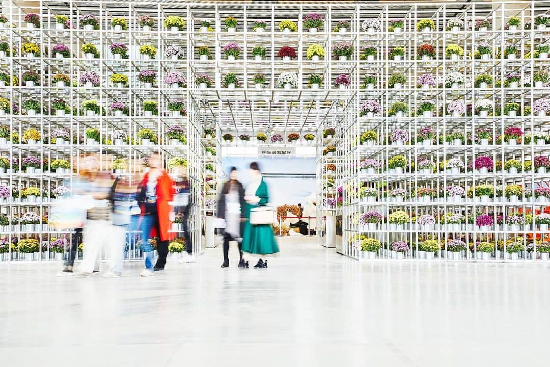椎木俊介のインスタグラム：「Infinity cubes and Chysanthemums  Beijing Horticultural Expo 2019 Date: Sep 20 - Oct 2, 2019 Time: 9:00- 21:00 Pavilion:  International Pavilion Location : Yanqing, China  #azumamakoto #amkk #makotoazuma #東信 #東信花樹研究所 #北京花博 #expo #beijing #yanqing  #amkkproject #shiinokishunsuke #flowers #flowerart #北京 #菊」