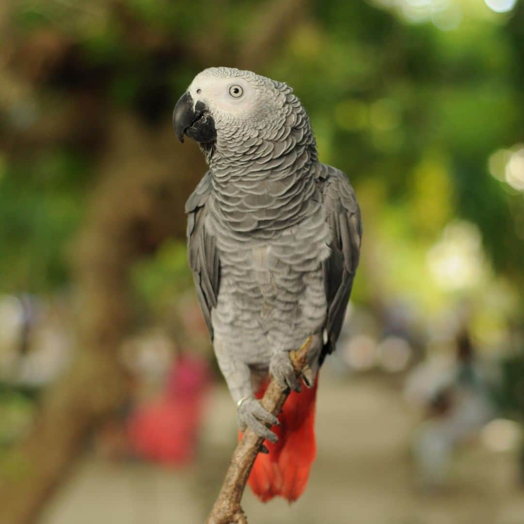 アニマルプラネットさんのインスタグラム写真 - (アニマルプラネットInstagram)「BEHOLD the iconic gray parrot. This bird's bill is incredibly adaptable. In addition to crushing nuts and preening, it can be used as a third foot when scaling tree tops! . . . . . . . . #animalplanetupclose #animalsofinstagram #animalplanet #animaloftheday #wild #wildlife #outdoors #animals #wildanimals #conservation #nature #animallovers #instanature #wildgeography #grayparrot #bird #birdsofig」9月20日 1時00分 - animalplanet