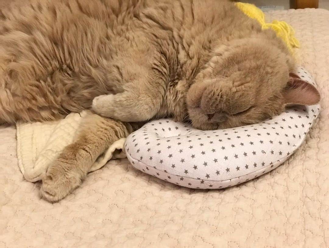 濱中鮎子のインスタグラム：「お嬢のものは僕のもの。  #お嬢の枕を奪う #ちゃんと枕として使うあたり賢いな  #cat #ネコ #小心者の親分 #チャイ坊 #チャイ #chai #britishshorthair #ブリティッシュショートヘア #クラッシュフェイス #ぶチャイく #愛の交歓  #チャイ坊の子守録 #シェリーさんも下敷きに😭」