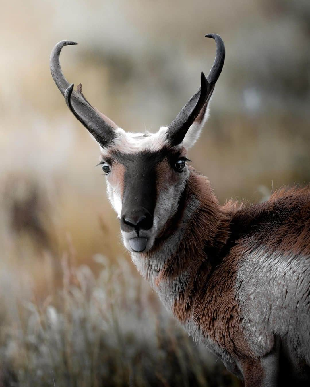 Discoveryさんのインスタグラム写真 - (DiscoveryInstagram)「“This pronghorn stuck his tongue out at the camera because he didn't want his photo taken. 😜When it comes to wildlife photography, sometimes the outtakes are just as entertaining! Whether the mood is funny or serious, the overall goal is to capture an image that fosters respect and appreciation for the animal.“ 📸 + caption by Jeff Brenner (@jeff.n.brenner) . . . . #adventure #travel #nature #photography #landscape #love #photooftheday #explore #sky #wanderlust #naturephotography #instagood #GrandTetonNationalPark #Wyoming #pronghorn」9月20日 1時22分 - discovery