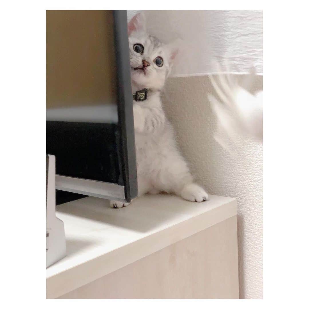 山谷花純さんのインスタグラム写真 - (山谷花純Instagram)「おはよう。べびまる。  #ミヌエット #猫がいる生活 #まるとの生活 #にゃんすたぐらむ」9月20日 7時16分 - kasuminwoooow