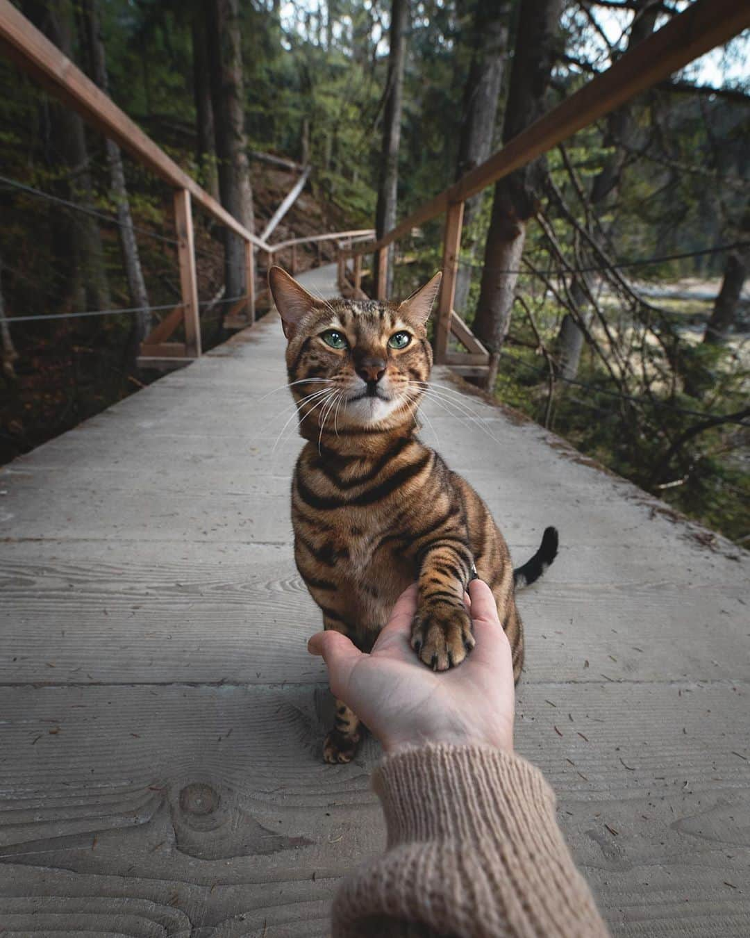 Aww Clubさんのインスタグラム写真 - (Aww ClubInstagram)「Will you marry meow? ⠀ ⠀ 📷@yuma_and_laura⠀ ⠀ #meowed #bengal #yumaandlaura #adventurecat #travelbuddy」9月20日 2時00分 - meowed