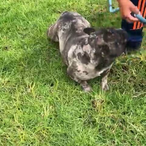 Oprahnbooのインスタグラム：「Hefe. #frenchiesofinstagram #dog #merletriplecarrier #lover #dogsoftheworld #tag #share」