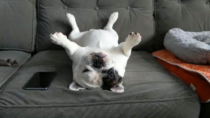 Manny The Frenchieのインスタグラム：「Great at driving, bad at remembering to close the garage door. Sorry Mom! 😬 That myQ App saved my tail once again- it’s Bad to the Bone just like me! 😎☠️🦴🏎️💨 #myQconnected」