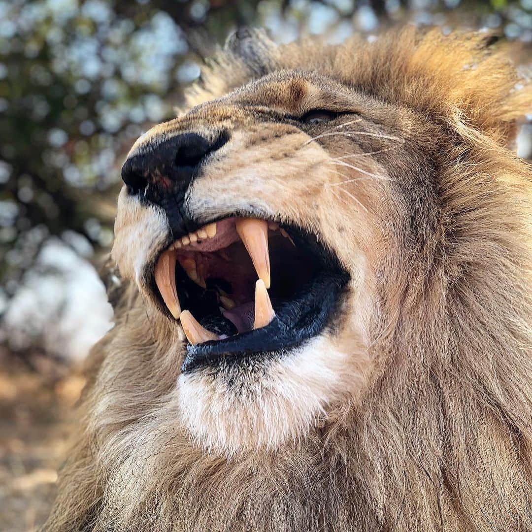 Kevin Richardson LionWhisperer さんのインスタグラム写真 - (Kevin Richardson LionWhisperer Instagram)「Almost 15 years old and the chompers are still looking good! Siam has always been such a lovely natured lion. Whenever he hears my car he comes strolling up in a very noble, ‘no flies on me’ kind of way. Don’t get me wrong he’s still a lion’s lion and takes no crap, but the good thing is that you always know where you stand!  #canines #fangs #lions #lion #yawn #yawninglion」9月20日 2時28分 - lionwhisperersa