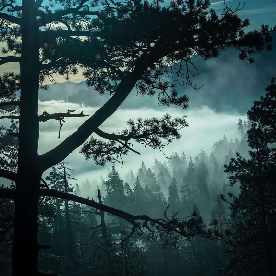 NikonUSAさんのインスタグラム写真 - (NikonUSAInstagram)「Foggy #NikonNoFilter forest shot from @summitphotog taken in Truckee, CA. 📸: #D800E and the AF-S #NIKKOR 28-300mm f/3.5-5.6G ED VR lens. #chasingfog #truckee #visitcalifornia #landscapephotography #getoutside #forest」9月20日 2時49分 - nikonusa