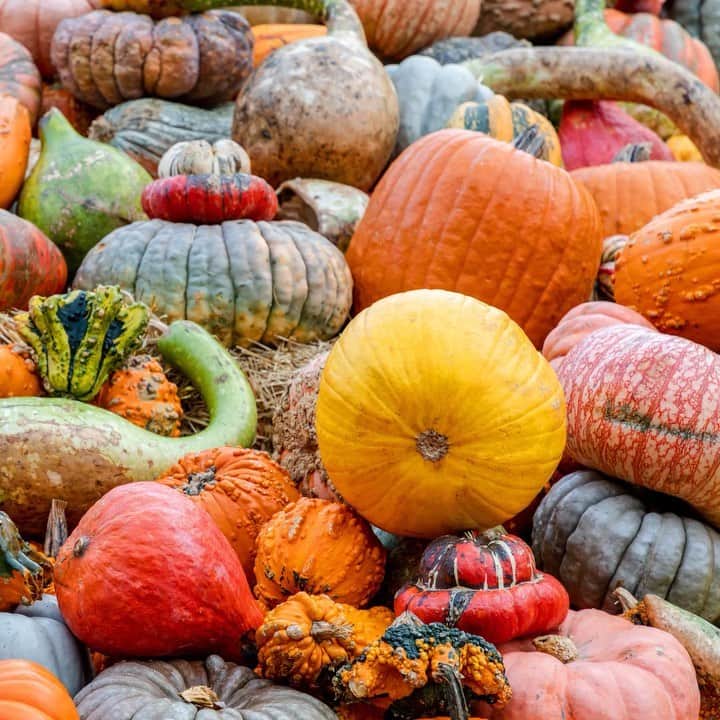 のインスタグラム：「🎃 Hordes of gourds are coming! Starting this Saturday, explore a sea of pumpkins and more in all shapes and sizes, a host of silly scarecrows, and frightfully fun activities running into late October. The Spooky Pumpkin Garden is returning to NYBG—see what's happening this fall. 🍂」