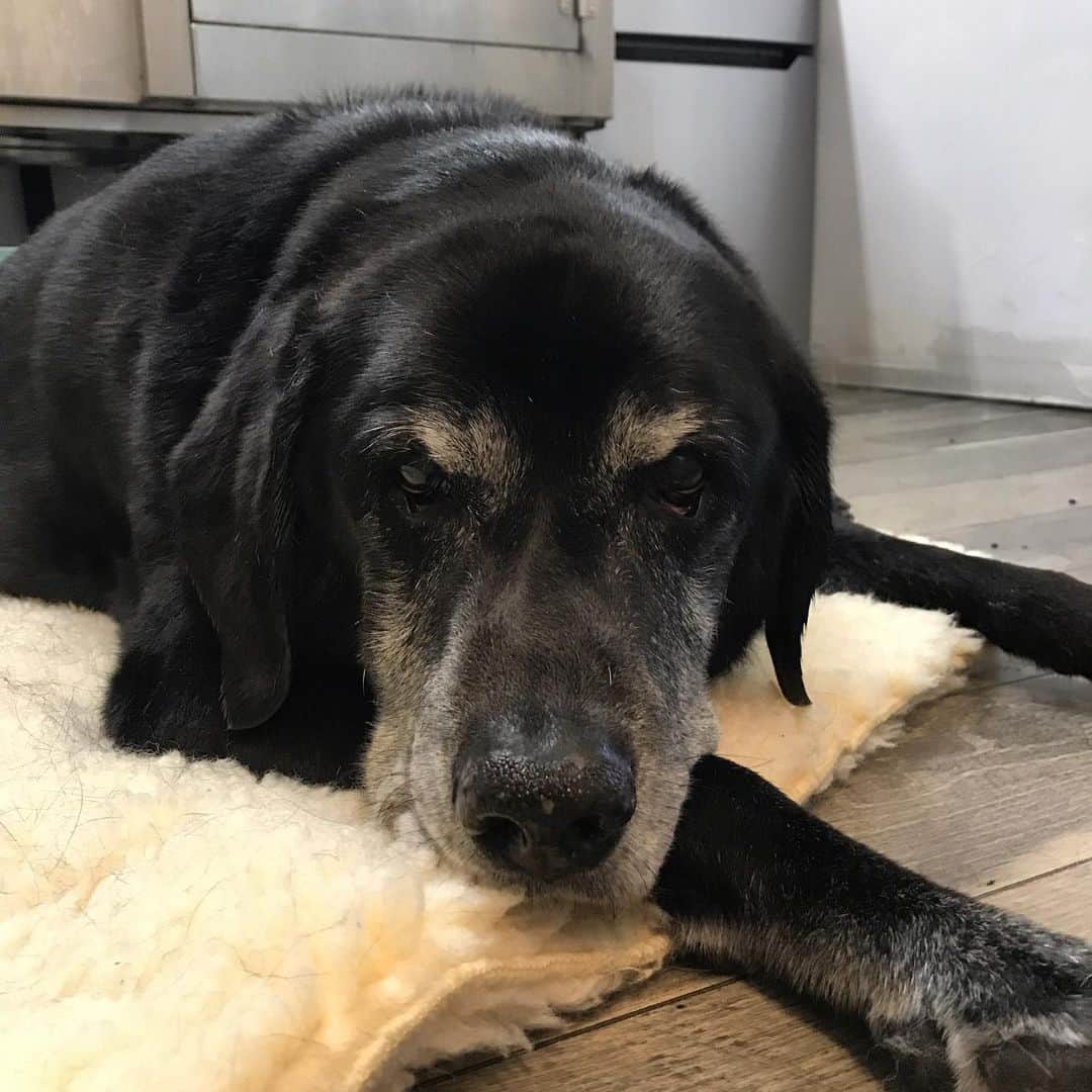 Dogs by Ginaのインスタグラム：「Cole 🖤 . 13- lab. Has a hard time standing so the owner couldn’t find a groomer to take him. Im so glad she found me because he is the sweetest most gentle easy going dog. He’s better than a lot of my clients who CAN stand 😂🐾」