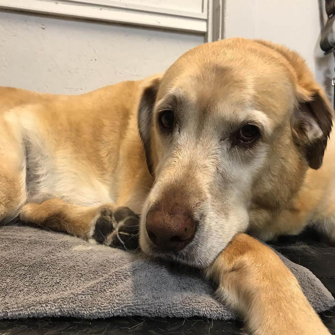 Dogs by Ginaのインスタグラム：「Rudy 🐾」