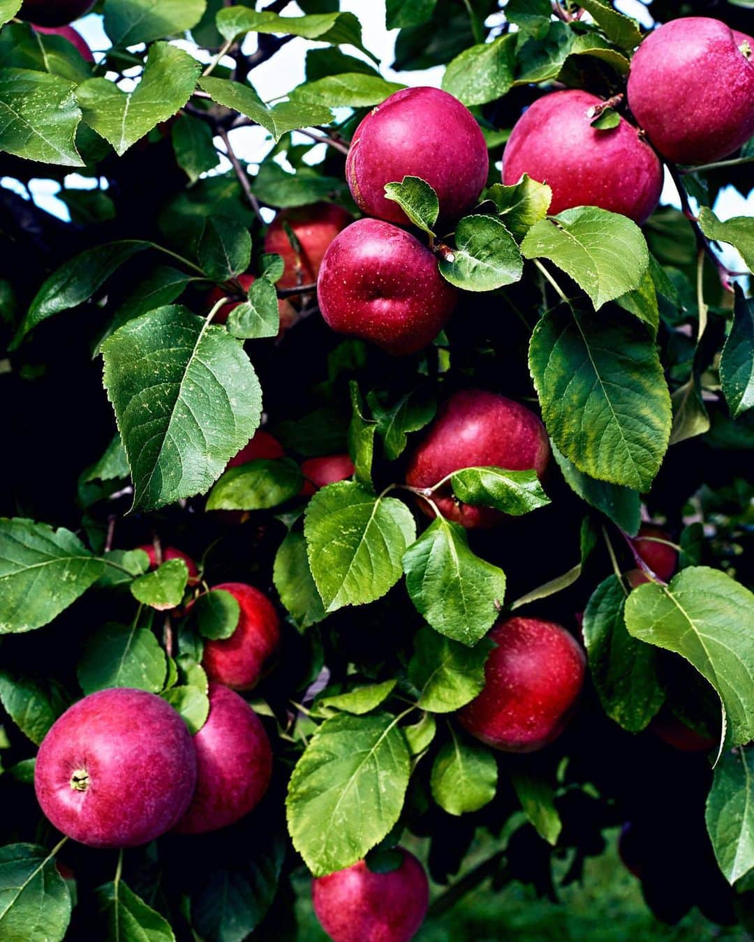 マーサ・スチュワートさんのインスタグラム写真 - (マーサ・スチュワートInstagram)「It's that time of the year...apple-picking season! 🍎 For this week's #TBT, we're going back to @marthastewart48's Bedford farm, where each fall, our founder takes out a hand-crank press to turn her bushels of apples (that grow on her dozens of apple trees) into fresh cider. Swipe the gallery and visit the link in bio to get her guide to pressing your own apple cider. 👆🏼📷: @paolaandmurray」9月20日 3時54分 - marthastewart