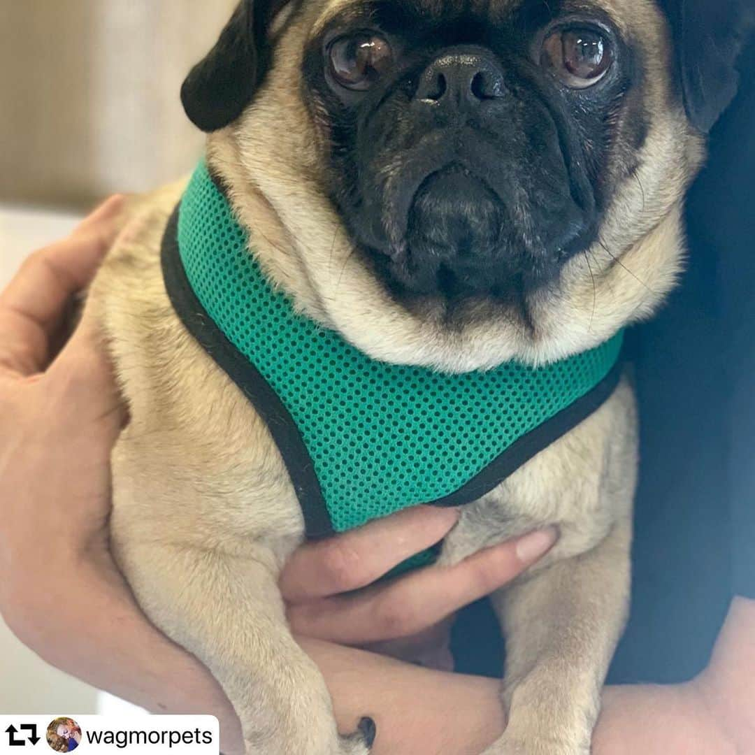 エレン・デジェネレスさんのインスタグラム写真 - (エレン・デジェネレスInstagram)「#repost @wagmorpets ・・・ Meet Melvin!! This 3.5 year old pug was surrendered to us this morning. His owner is ill and can’t keep him. So of course we said yes!! #dogmemes #wagmorpets #rescuedogmeme #adoptdontshop #pugsofinstsgram」9月20日 5時00分 - ellendegeneres