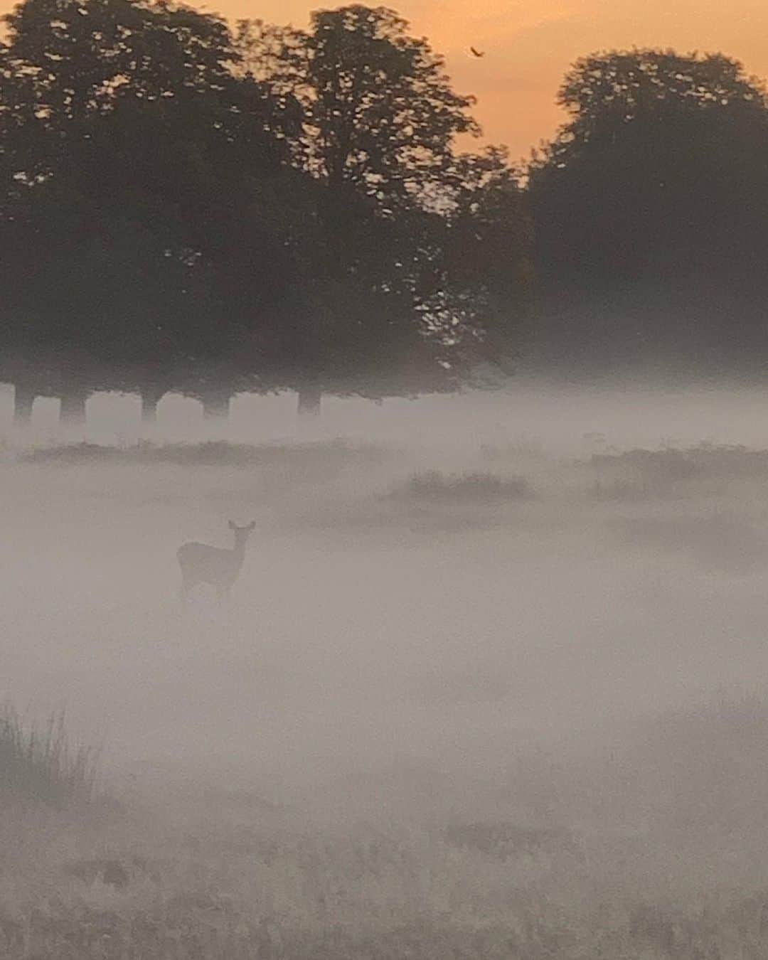 ファーン・コットンさんのインスタグラム写真 - (ファーン・コットンInstagram)「A slice of nature’s alchemy this morning. Running my demons off. Average pace 8.50 minute miles. #run」9月20日 15時14分 - fearnecotton