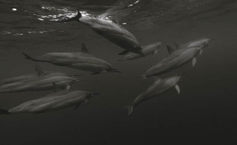 有働真帆さんのインスタグラム写真 - (有働真帆Instagram)「Look who I swam into while I’m snorkeling in Hawaii🐬🐬🏊🏼‍♂️🙌🏼 swim with wild dolphins was one of my bucket list!!☑️ swipe▶️ to see the video😆🤙🏼 #wildlife #hawaii #travel」9月20日 16時07分 - maho_udo