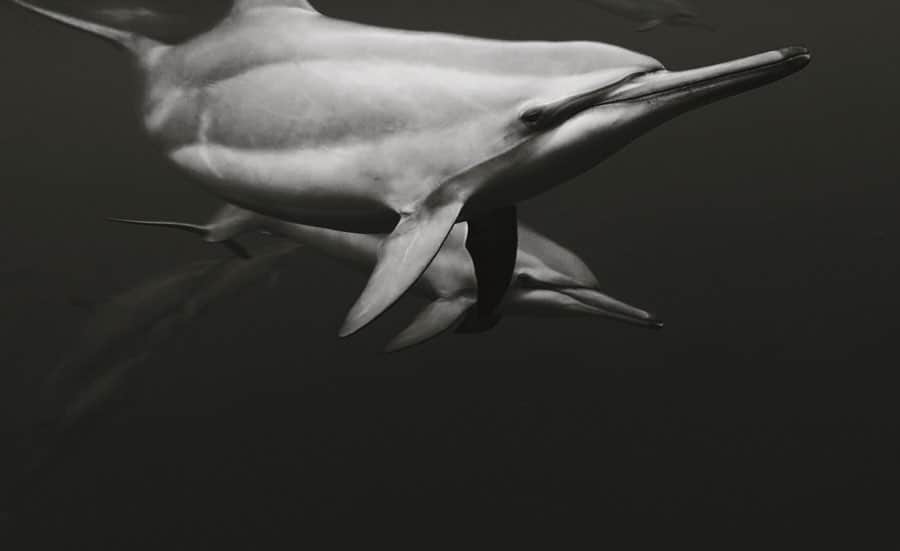 有働真帆さんのインスタグラム写真 - (有働真帆Instagram)「Look who I swam into while I’m snorkeling in Hawaii🐬🐬🏊🏼‍♂️🙌🏼 swim with wild dolphins was one of my bucket list!!☑️ swipe▶️ to see the video😆🤙🏼 #wildlife #hawaii #travel」9月20日 16時07分 - maho_udo