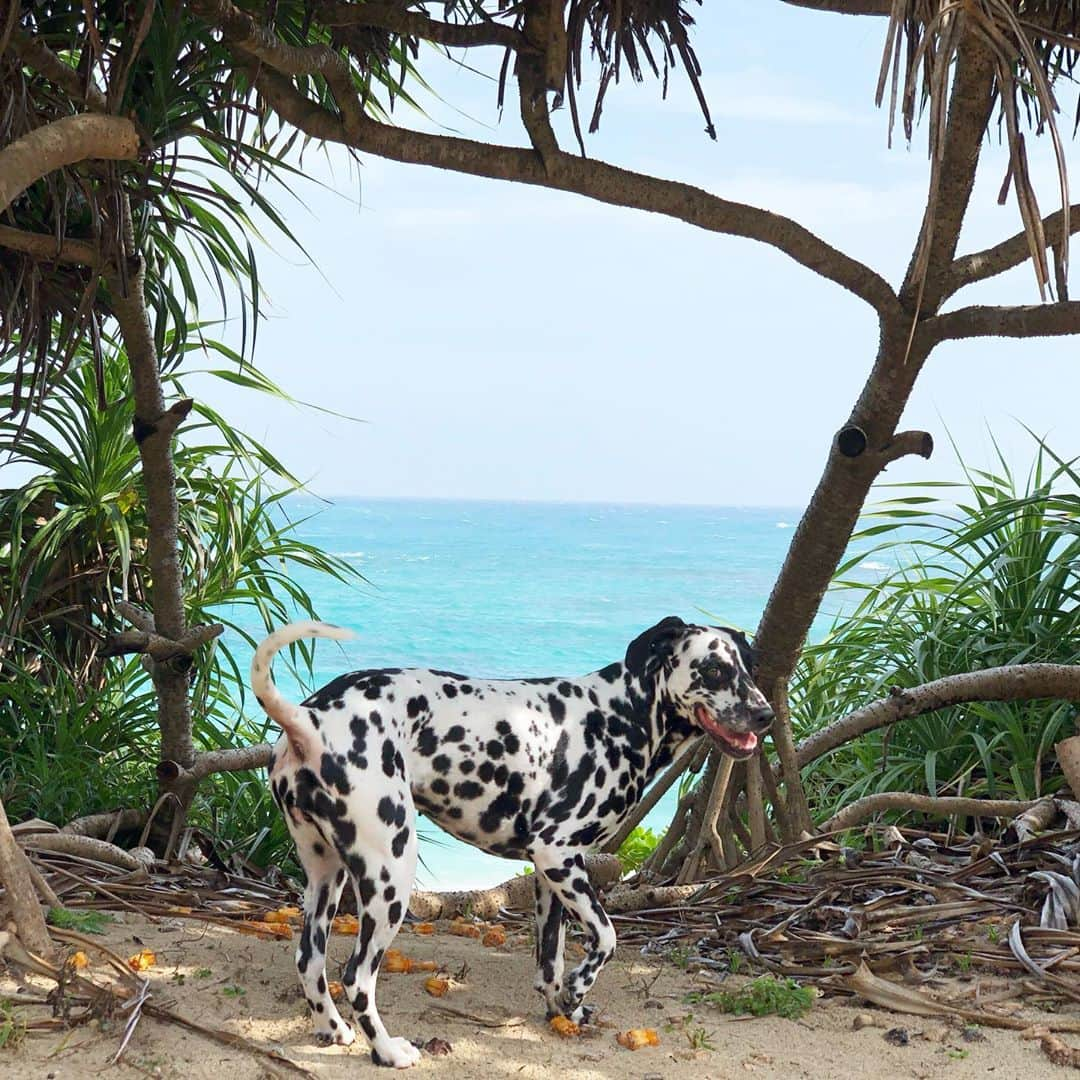 YOPPYさんのインスタグラム写真 - (YOPPYInstagram)「. 台風台風 のはずが ど晴れサンサン☀️ . #dalmatian #ダルメシアン」9月20日 16時08分 - yoyoyopico