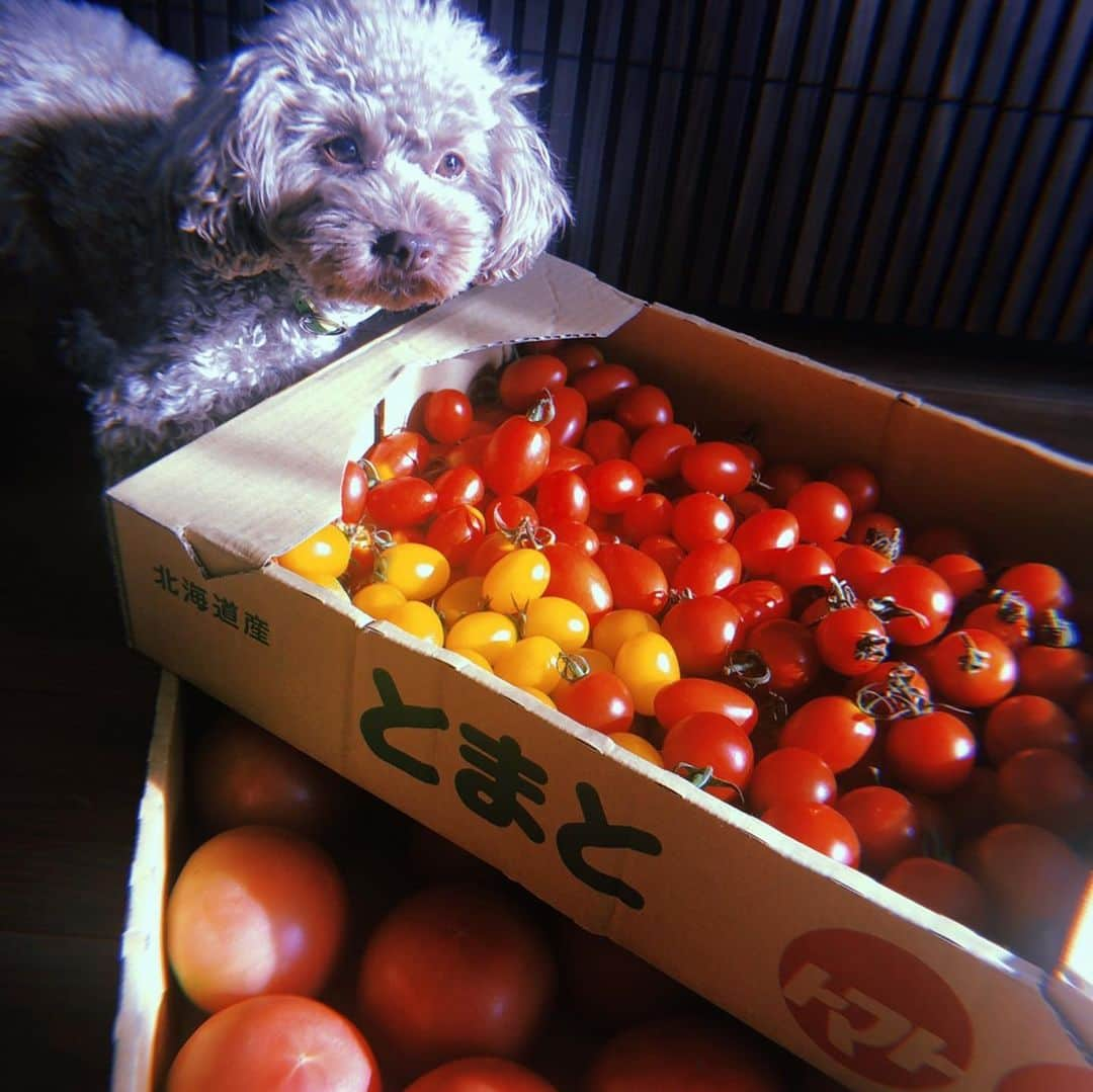 大政絢さんのインスタグラム写真 - (大政絢Instagram)「今年2回目の北海道産砂川トマト🍅甘くて美味しい〜トマトが好き過ぎて見張り番をしているなちゅさん🐶🐶🐶食べちゃだめですよ〜！ #砂川トマト#見張り番#愛犬」9月20日 7時31分 - aya_omasa_official