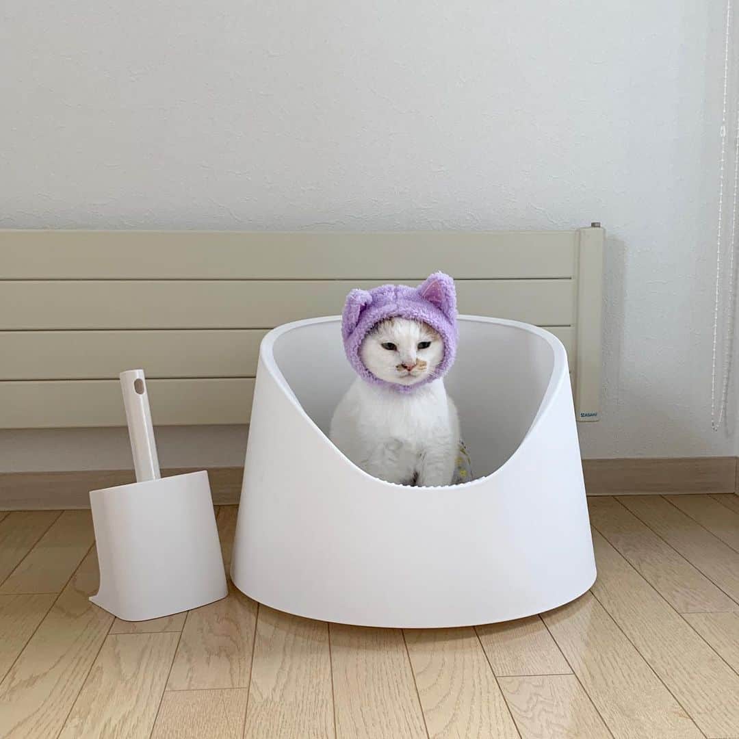 マルさんのインスタグラム写真 - (マルInstagram)「🚽 ここ。。。落ち着く₍^·͈༝·͈^ฅ💜 . 雪山をイメージしたデザインのおトイレに #猫にゃんだけど猫耳 のマルにゃんを😆 . . #pidan#猫トイレ#保健所出身#猫との暮らし#cat#猫がいて幸せ#ねこ部#みんねこ#bestmeow#三毛猫#ねこと暮らす#猫#ふわもこ部#にゃんだふるらいふ#にゃんすたぐらむ#ペコねこ部#thekittypost #おしゃれ#pleasantcats#catloversclub#petstagram#ilovepets#happycatclub#catsofinstagram#cat_features#cute#instagood#gato#pidanstudio」9月20日 7時48分 - maruruna