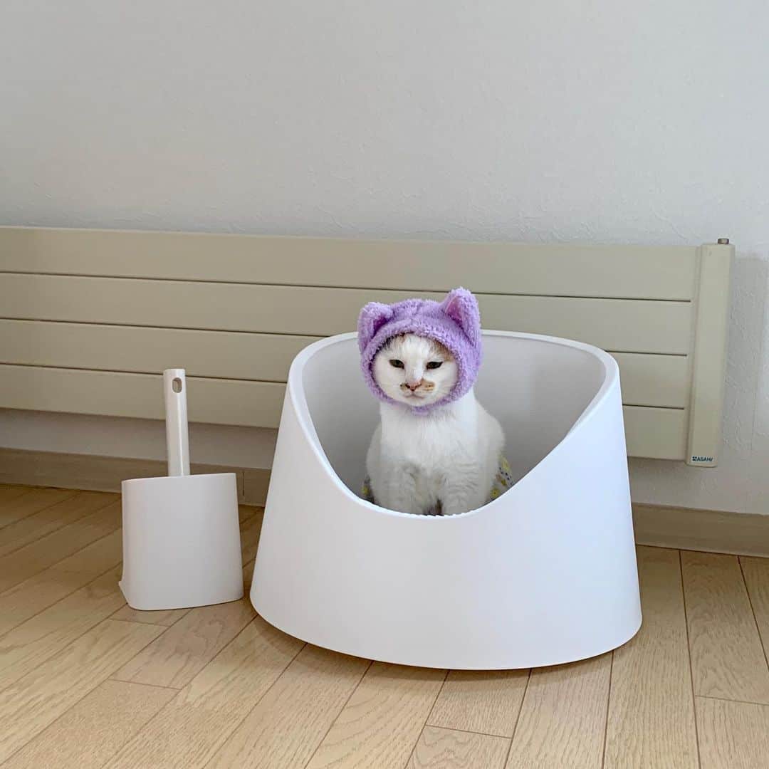 マルさんのインスタグラム写真 - (マルInstagram)「🚽 ここ。。。落ち着く₍^·͈༝·͈^ฅ💜 . 雪山をイメージしたデザインのおトイレに #猫にゃんだけど猫耳 のマルにゃんを😆 . . #pidan#猫トイレ#保健所出身#猫との暮らし#cat#猫がいて幸せ#ねこ部#みんねこ#bestmeow#三毛猫#ねこと暮らす#猫#ふわもこ部#にゃんだふるらいふ#にゃんすたぐらむ#ペコねこ部#thekittypost #おしゃれ#pleasantcats#catloversclub#petstagram#ilovepets#happycatclub#catsofinstagram#cat_features#cute#instagood#gato#pidanstudio」9月20日 7時48分 - maruruna