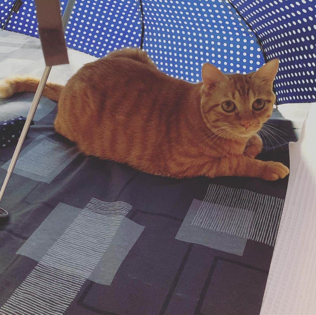 のインスタグラム：「傘を干してたら、中に入ってた。 1:発見された瞬間 2:なにやってんの？と声かけた後のリアクション #ねこさま」