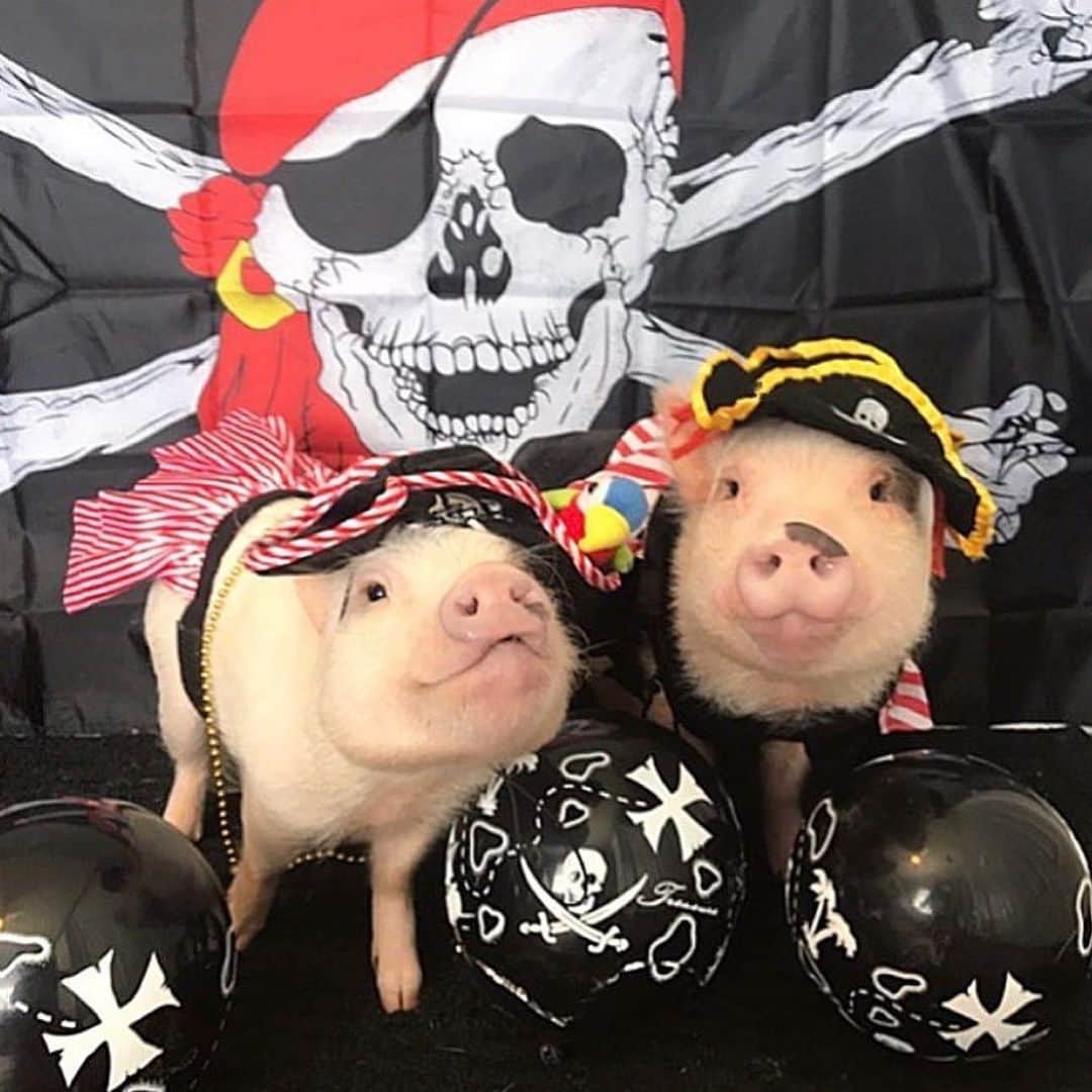 のインスタグラム：「Not all treasure is silver and gold. Happy #NationalTalkLikeAPirateDay from Posey and Pink, two of my greatest treasures!🐷💰#tbt #priceless #proudaunt #ahoy #PoseyandPink」