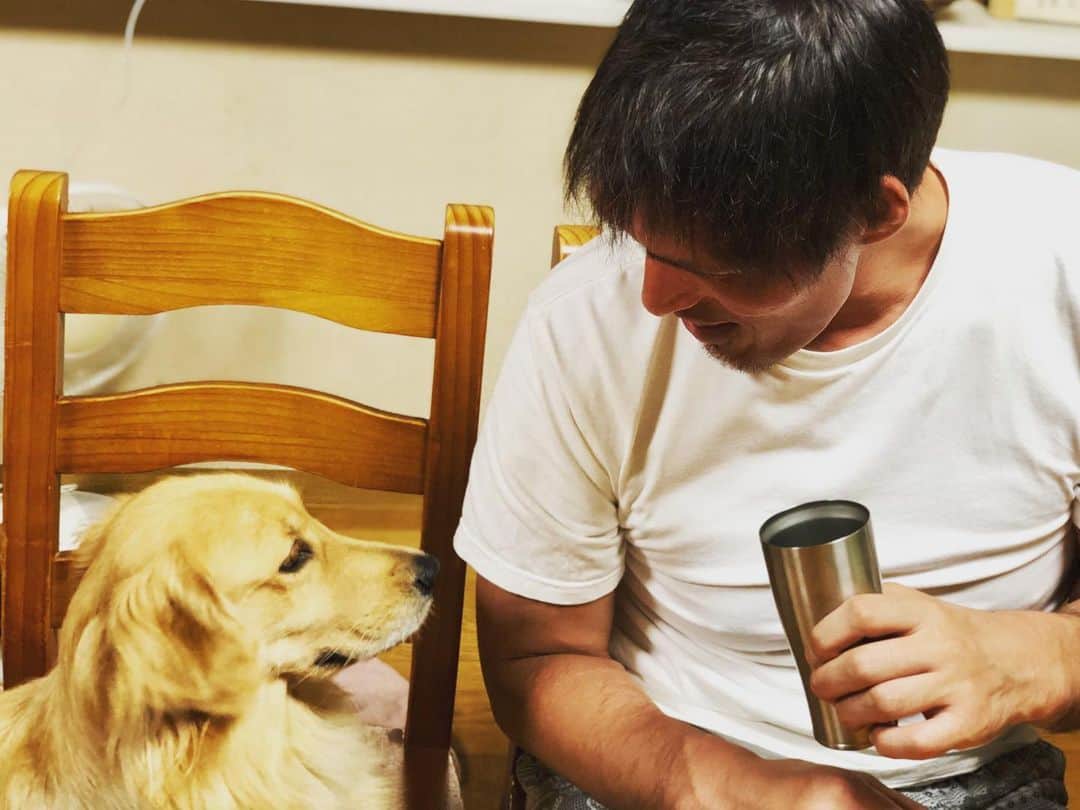 篠原信一さんのインスタグラム写真 - (篠原信一Instagram)「オレの果物を狙ってるな❗️ ぶどうは食べられないで！梨はいいけど〜！ #柴犬 #しばいぬ #ゴールデンレトリバー #ゴールデンレトリーバー #小鉄とニコの大冒険  #shibainu  #shibainulover  #shibainulife #shibainuphotos #shibainuphotos #goldenretriever  #goldenretrieverlove #goldenretrieverlife #goldenretrieversrule #goldenretrieverphotos #いぬすたぐらむ #いぬのいる暮らし #犬との暮らし」9月20日 8時17分 - kotetu__niko