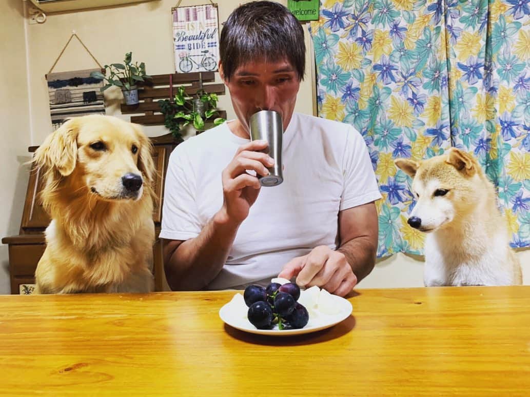 篠原信一さんのインスタグラム写真 - (篠原信一Instagram)「オレの果物を狙ってるな❗️ ぶどうは食べられないで！梨はいいけど〜！ #柴犬 #しばいぬ #ゴールデンレトリバー #ゴールデンレトリーバー #小鉄とニコの大冒険  #shibainu  #shibainulover  #shibainulife #shibainuphotos #shibainuphotos #goldenretriever  #goldenretrieverlove #goldenretrieverlife #goldenretrieversrule #goldenretrieverphotos #いぬすたぐらむ #いぬのいる暮らし #犬との暮らし」9月20日 8時17分 - kotetu__niko