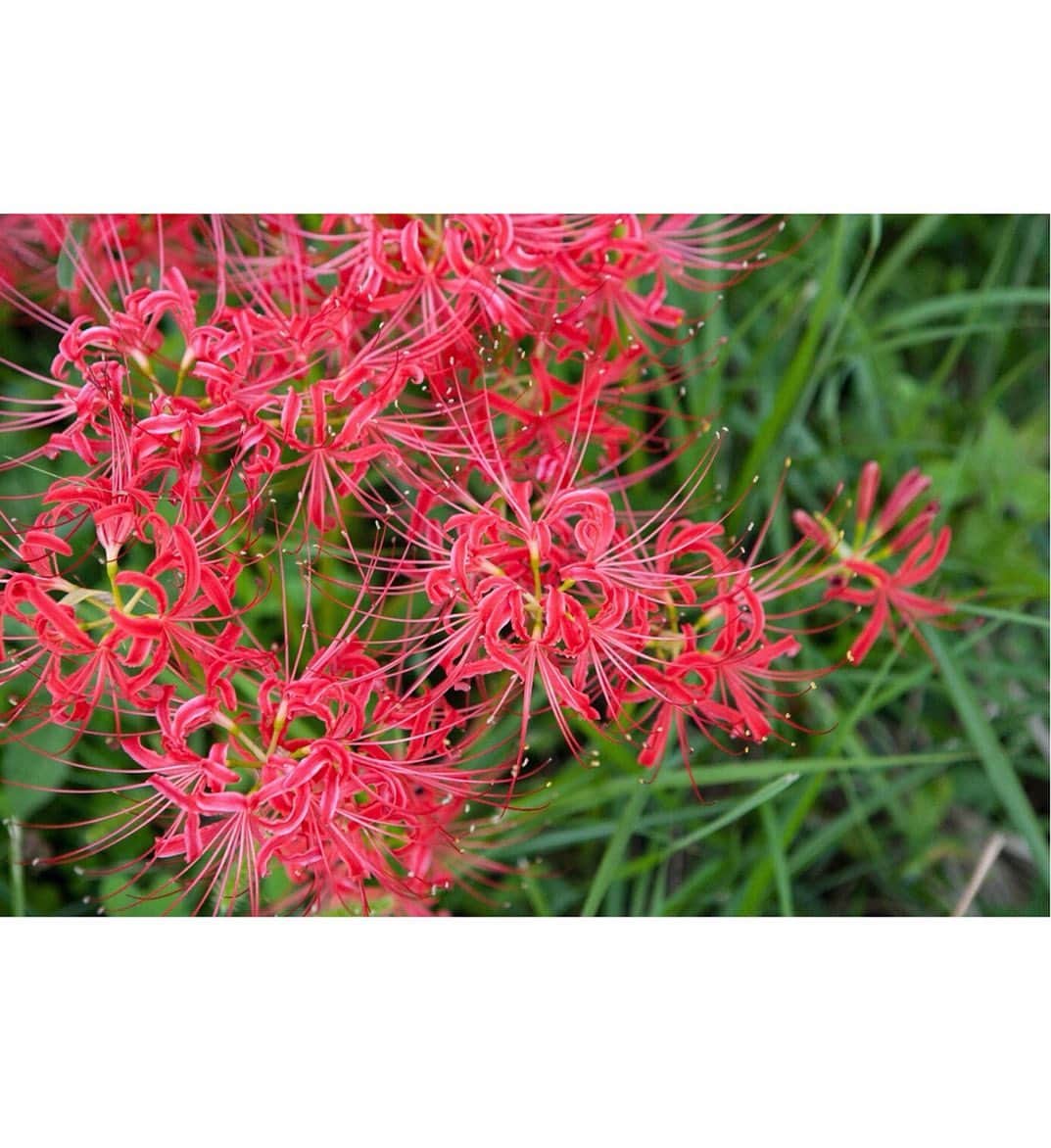 のインスタグラム：「. 9/21~23江北町（こうほくまち）花祭地区彼岸花まつり開催！ . 18年前に彼岸花を植え始め、現在では約5ヘクタールの田んぼの畦畔に20万本が群生しています。満開の深紅の彼岸花と周辺の山々や秋天との美しいコントラストが秋の訪れを感じさせてくれます。 会場では、地元で栽培された「ゆめしずく」の新米や秋の新鮮野菜の販売、新米の試食会も実施。地域住民協力によるアットホームなお祭りです。  他にも江北町は、佐賀牛・みかん・水田ブドウ・レンコン・いちご・たまねぎといった特産物が多いことでも有名です。 佐賀牛は下記店舗にて販売しています。 ・肉の三栄（℡0952-86-3956） ・山下牛舎（℡0952-86-5345） ・田中畜産牛肉店（℡0952-97-8212） 食事は下記店舗にて。 ・焼肉かわの（℡0952-86-3053） ・佐賀牛焼肉やました（℡0952-20-1230） みかんやお米などの農産物は、 ・ゆうきの里 だいちの家（℡0952-86-5505）で お買い求めいただけます。  江北町にお越しの際はぜひお立ち寄りください。 . . 今年は８月の豪雨により田んぼの被害が発生しましたが、豪雨災害を乗り越えた花たちが元気に咲き誇り、 皆様のお越しを心待ちにしています。 . 花祭 彼岸花まつり 【日時】令和元年9月21日（土）～23日（月・祝） 9時～17時 【場所】佐賀県杵島郡江北町大字山口6622-1周辺 【行き方】県道３５号線の沿線になります。 花祭ゴルフ倶楽部を目指していただくか、ナビで 「江北町花祭」と入力すると所在地付近に到着できます。 . . ■さが農村ひろばホームページ（TOPページ） https://saga-nouson.jp/ . . #さが農村#佐賀産#佐賀#サガ#saga#江北町#彼岸花まつり#佐賀牛」