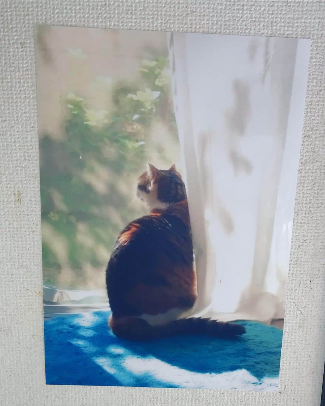 山田稔明さんのインスタグラム写真 - (山田稔明Instagram)「おはよ。日向の窓際にいるとポチの面影がよみがえるよね。 #ポチ実 #三毛猫」9月20日 8時26分 - toshiakiyamada