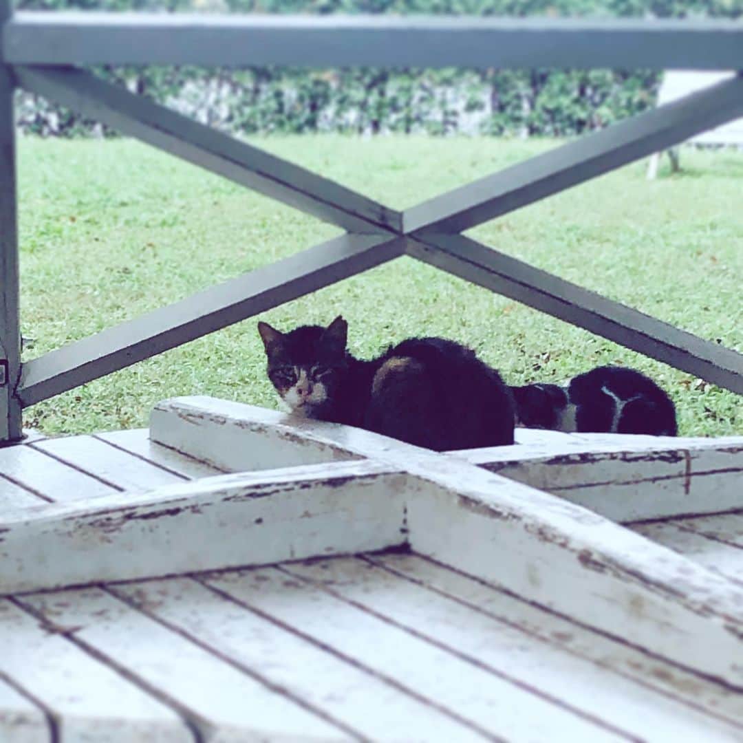 中野敬久さんのインスタグラム写真 - (中野敬久Instagram)「#cats #blackandwhite #park #noraneko #norahjones」9月20日 9時55分 - hirohisanakano