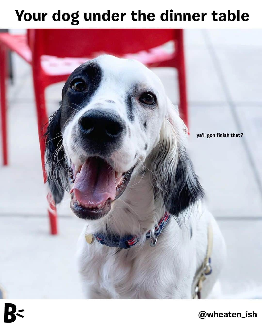 BarkBoxさんのインスタグラム写真 - (BarkBoxInstagram)「(my dog, begging for food): you miss 100% of the shots you don't take.⁠ ⁠ ⁠ @wheaten_ish」9月20日 10時00分 - barkbox