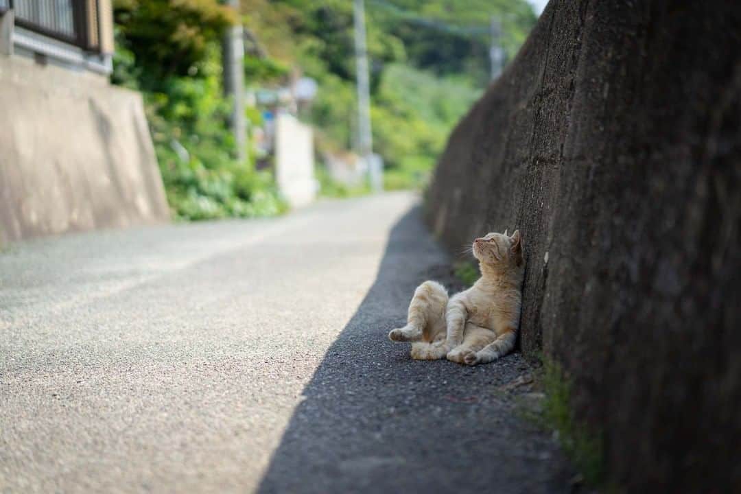 NEKOくらぶさんのインスタグラム写真 - (NEKOくらぶInstagram)「|| おじさん、明日を夢見る。⠀ *⠀ Facebookから、三輪 忠史さんの作品ですにゃ（＝ΦωΦ＝）⠀ *⠀ 投稿いただいたURL⠀ https://www.facebook.com/photo.php?fbid=1336988733135894⠀ *⠀ いいね！＆コメント大歓迎！！⠀ *⠀ #nekoclub #NEKOくらぶ #Japan #Photo #写真 #日本 #cat #ネコ #ねこ #猫 ⠀ Follow: @nekoclub_jpn⠀ *⠀ ▼【廣済堂出版共同企画】NEKOくらぶの皆さまとつくる「NEKOくらぶ写真集」、発売中♪（＝ΦωΦ＝）⠀ ※詳細は本アカウント「 @nekoclub_jpn 」のプロフィールに固定しているハイライトから」9月20日 10時00分 - nekoclub_jpn