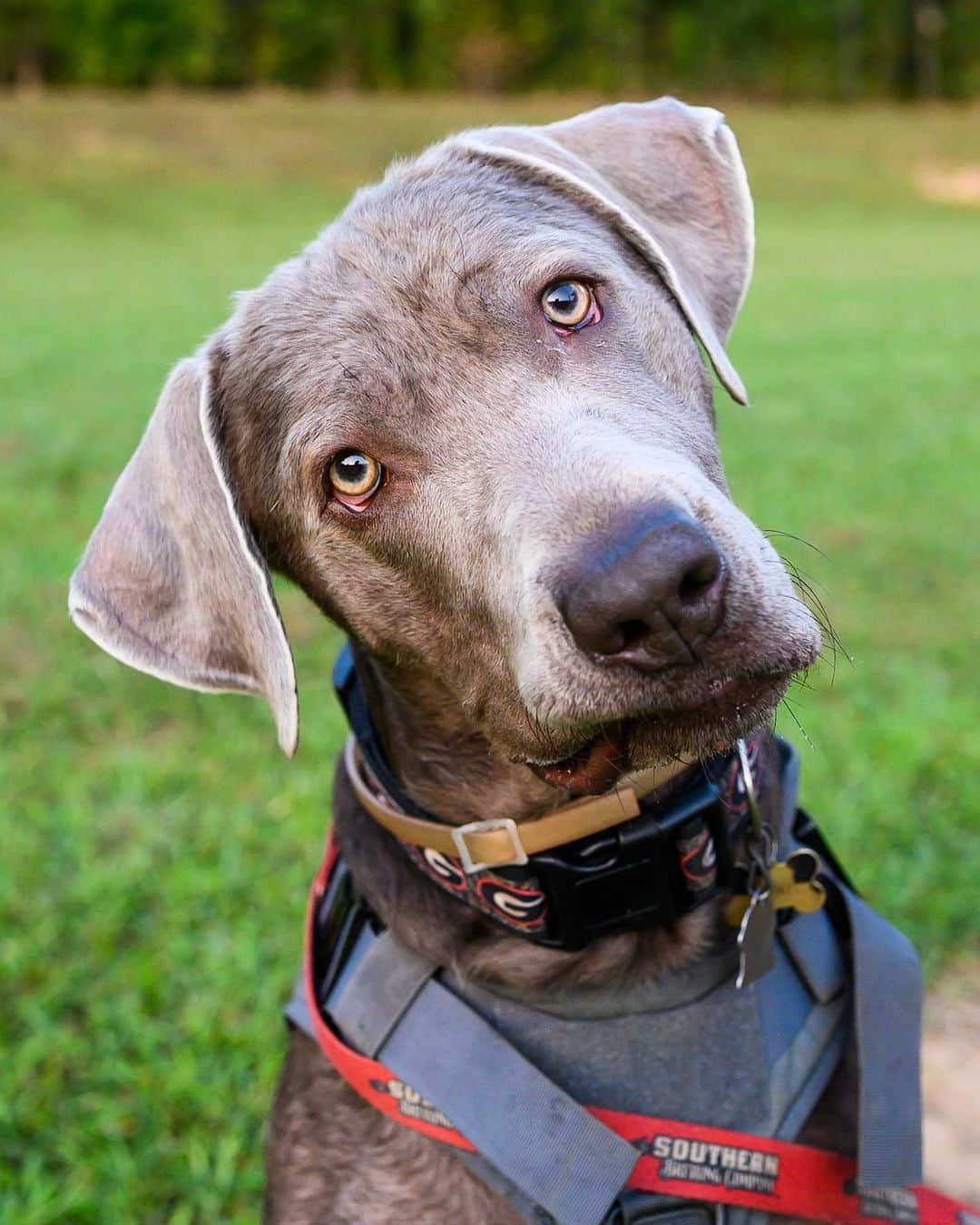 The Dogistさんのインスタグラム写真 - (The DogistInstagram)「Copper, Silver Lab (1 y/o), The Southern Brewing Company, Athens, GA • “He’s always afraid he’s going to miss something better. Cookies are good, playtime’s better, balls are more better.”」9月20日 10時10分 - thedogist