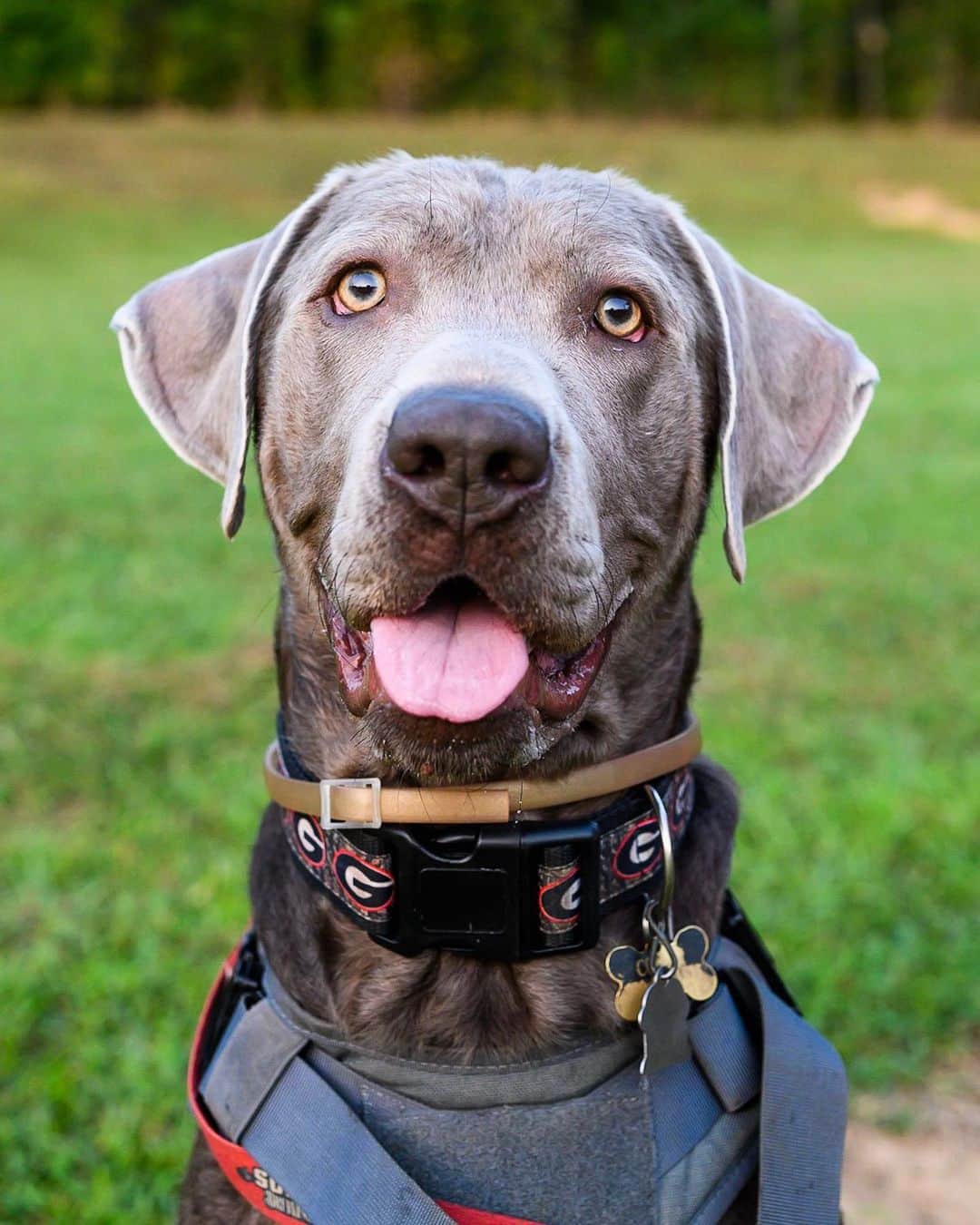 The Dogistさんのインスタグラム写真 - (The DogistInstagram)「Copper, Silver Lab (1 y/o), The Southern Brewing Company, Athens, GA • “He’s always afraid he’s going to miss something better. Cookies are good, playtime’s better, balls are more better.”」9月20日 10時10分 - thedogist