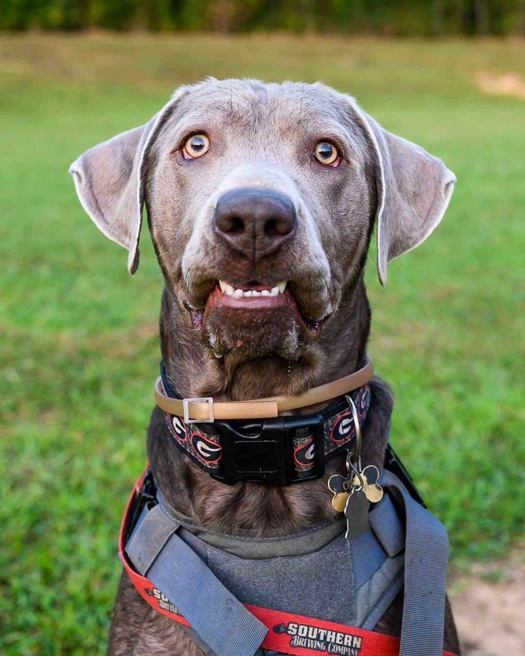 The Dogistさんのインスタグラム写真 - (The DogistInstagram)「Copper, Silver Lab (1 y/o), The Southern Brewing Company, Athens, GA • “He’s always afraid he’s going to miss something better. Cookies are good, playtime’s better, balls are more better.”」9月20日 10時10分 - thedogist