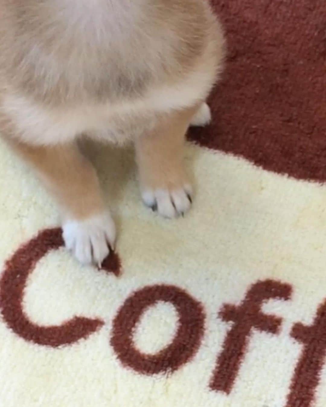 豆柴 サニーちゃんさんのインスタグラム写真 - (豆柴 サニーちゃんInstagram)「. . 【音量注意🐻🎶】 HELLO〜こんにちわん🐻💕☕️ . 何度も見ちゃう♡お気に入りの さにたん、くっぴっぷー🎶時代 我が家に来て間もない頃だよ . 静かにして🤫なんて 分かるわけないのにね〜！笑 . . そろそろ さにたんの妹分を考え中〜 憧れの多頭飼い✨ (まだ決定ではないけどね) . きっと先輩風吹かすんだろうな〜🤣 . . #ベイビーサニー #くっぴっぷ #ガッチャン #声高い #じたばたじたばた #ごはんちょうだいと言っている #しっぽがたまらん #白い靴下履いてます #違う靴下履いてるのバレちゃう . #柴犬#豆柴 #赤柴 #まめしばいぬ#まめしば#いぬのきもち#ふわもこ部 #サンデイ#サンデイいぬ組#anicas#shiba_snap #shibainu #shiba#mameshiba #豆柴サニーちゃん」9月20日 11時51分 - sunny_rei_32