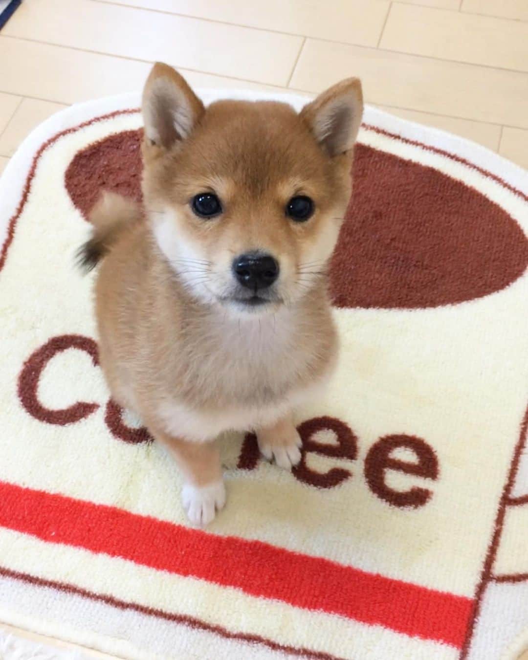 豆柴 サニーちゃんさんのインスタグラム写真 - (豆柴 サニーちゃんInstagram)「. . 【音量注意🐻🎶】 HELLO〜こんにちわん🐻💕☕️ . 何度も見ちゃう♡お気に入りの さにたん、くっぴっぷー🎶時代 我が家に来て間もない頃だよ . 静かにして🤫なんて 分かるわけないのにね〜！笑 . . そろそろ さにたんの妹分を考え中〜 憧れの多頭飼い✨ (まだ決定ではないけどね) . きっと先輩風吹かすんだろうな〜🤣 . . #ベイビーサニー #くっぴっぷ #ガッチャン #声高い #じたばたじたばた #ごはんちょうだいと言っている #しっぽがたまらん #白い靴下履いてます #違う靴下履いてるのバレちゃう . #柴犬#豆柴 #赤柴 #まめしばいぬ#まめしば#いぬのきもち#ふわもこ部 #サンデイ#サンデイいぬ組#anicas#shiba_snap #shibainu #shiba#mameshiba #豆柴サニーちゃん」9月20日 11時51分 - sunny_rei_32