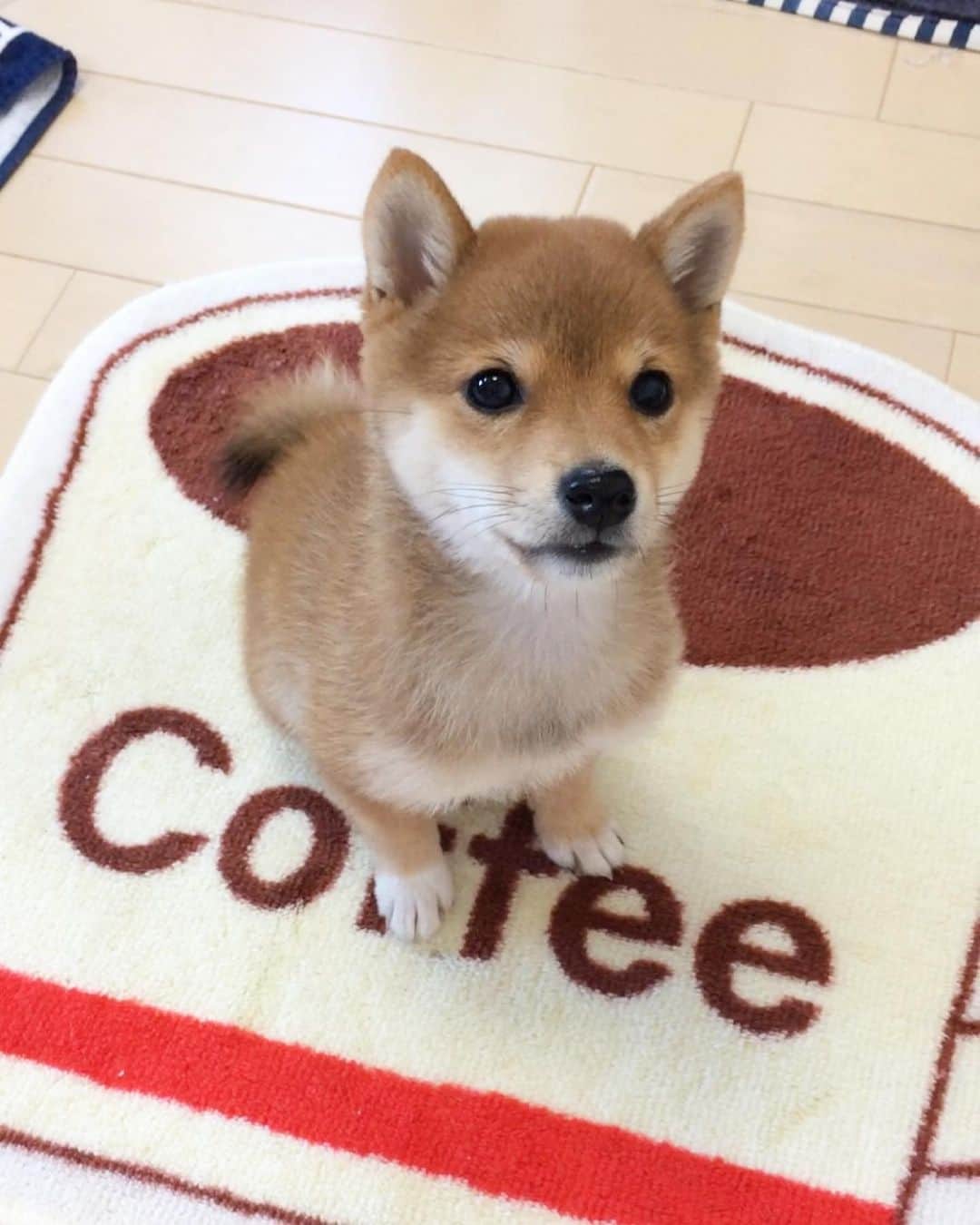 豆柴 サニーちゃんさんのインスタグラム写真 - (豆柴 サニーちゃんInstagram)「. . 【音量注意🐻🎶】 HELLO〜こんにちわん🐻💕☕️ . 何度も見ちゃう♡お気に入りの さにたん、くっぴっぷー🎶時代 我が家に来て間もない頃だよ . 静かにして🤫なんて 分かるわけないのにね〜！笑 . . そろそろ さにたんの妹分を考え中〜 憧れの多頭飼い✨ (まだ決定ではないけどね) . きっと先輩風吹かすんだろうな〜🤣 . . #ベイビーサニー #くっぴっぷ #ガッチャン #声高い #じたばたじたばた #ごはんちょうだいと言っている #しっぽがたまらん #白い靴下履いてます #違う靴下履いてるのバレちゃう . #柴犬#豆柴 #赤柴 #まめしばいぬ#まめしば#いぬのきもち#ふわもこ部 #サンデイ#サンデイいぬ組#anicas#shiba_snap #shibainu #shiba#mameshiba #豆柴サニーちゃん」9月20日 11時51分 - sunny_rei_32