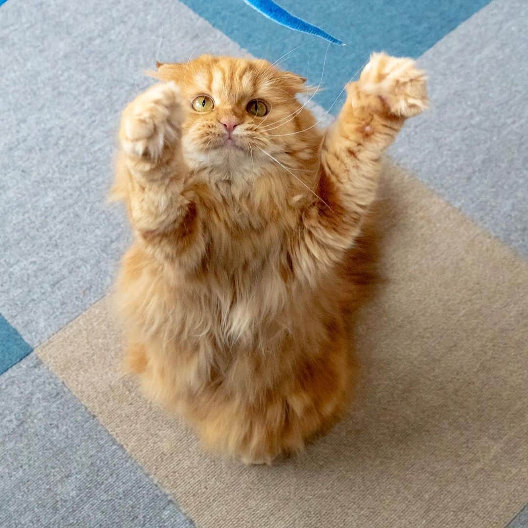 マアルのインスタグラム：「摩耶さん #🐈 #猫好きさんと繋がりたい #北海道 #旭川市 #ペットホテル #スコッティッシュフォールド」