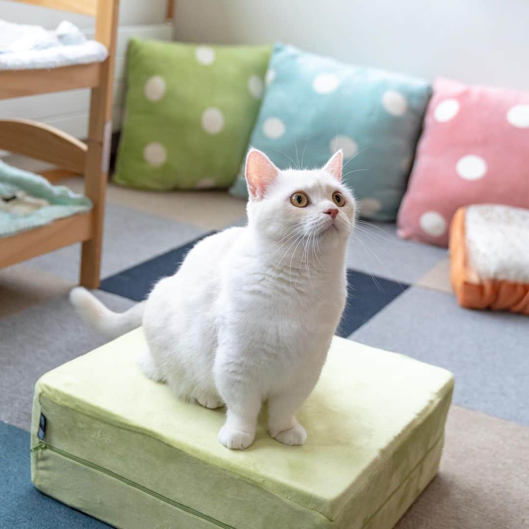 マアルのインスタグラム：「榛名さん #😺 #猫好きさんと繋がりたい #北海道 #旭川市 #マンチカン #ペットホテル」